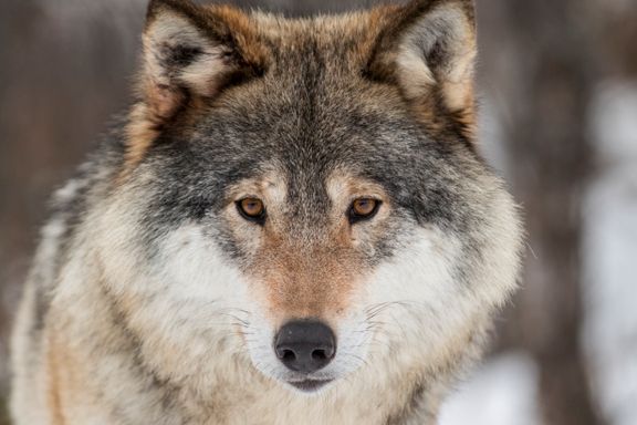 800 ulver skaper politisk strid i Tyskland