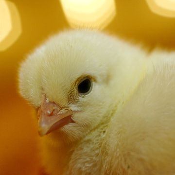 Aftenposten mener: Oppdrett er ikke for kyllinger