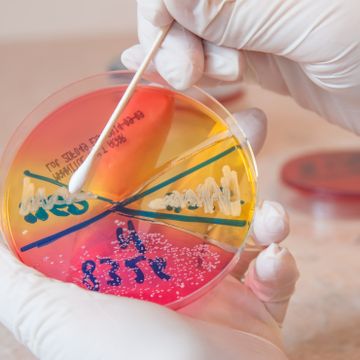 Resistente bakterier blir med hjem fra ferien