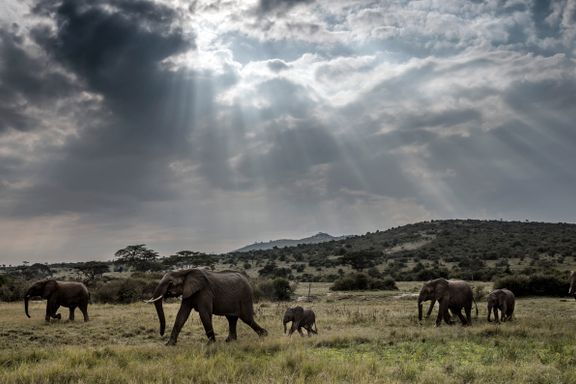 Frykter safariturismen aldri blir den samme igjen. Pandemien truer Øst-Afrikas ville dyreliv.