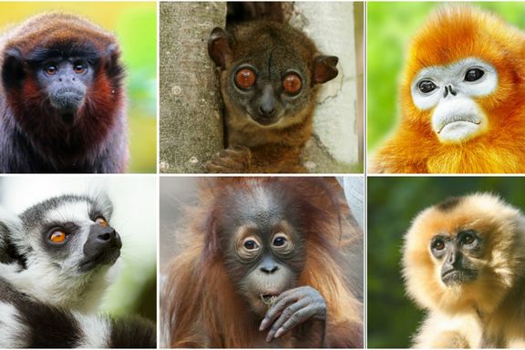 Nå står over halvparten av verdens primater i fare for å utryddes
