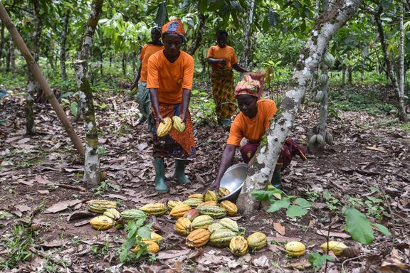 Oljefondet kobles til barnearbeid i kakaoindustrien: – Graverende