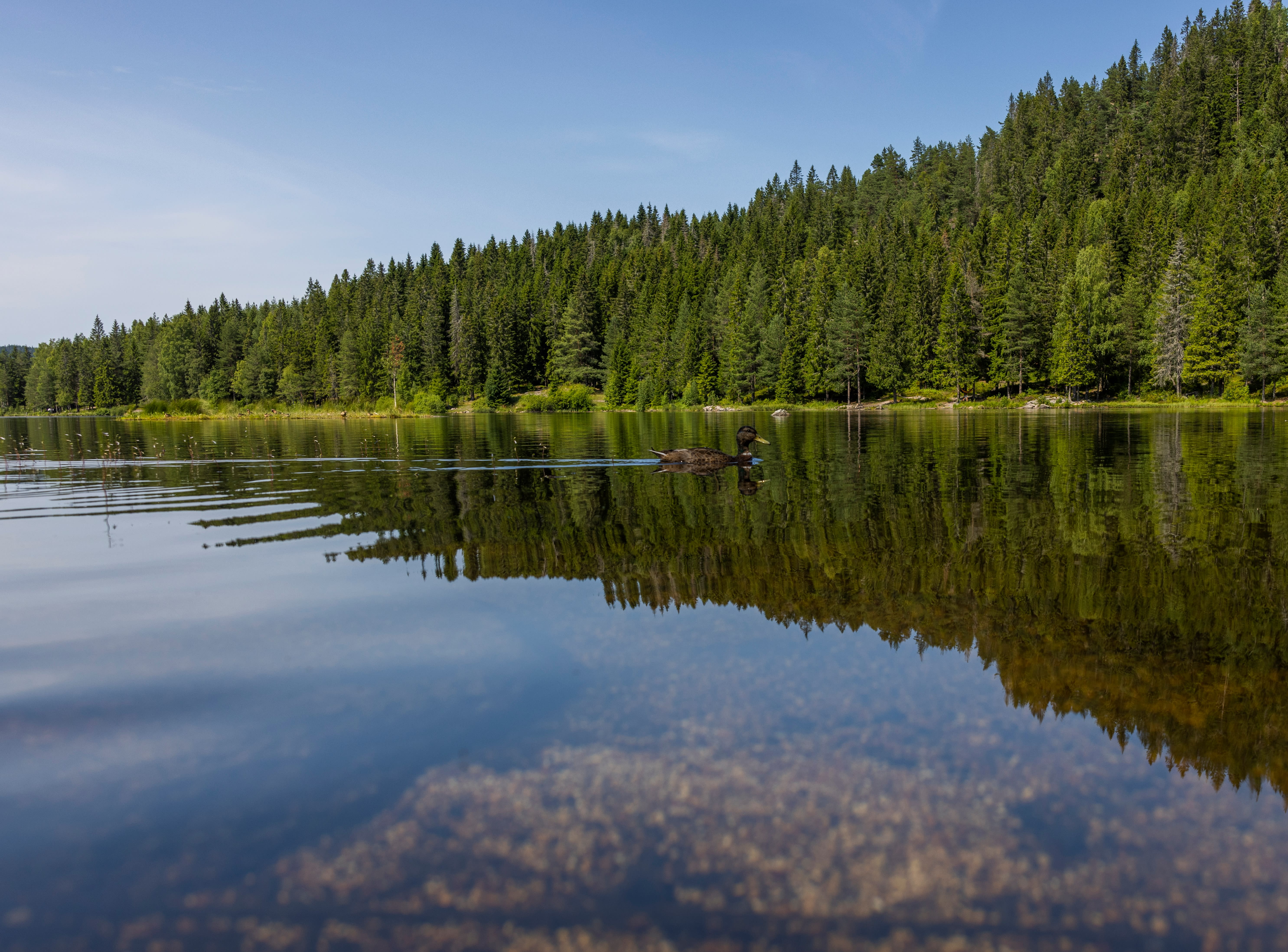 Videre innover i skogen fra Øyungen kan du finne flere egnede fiskevann. 