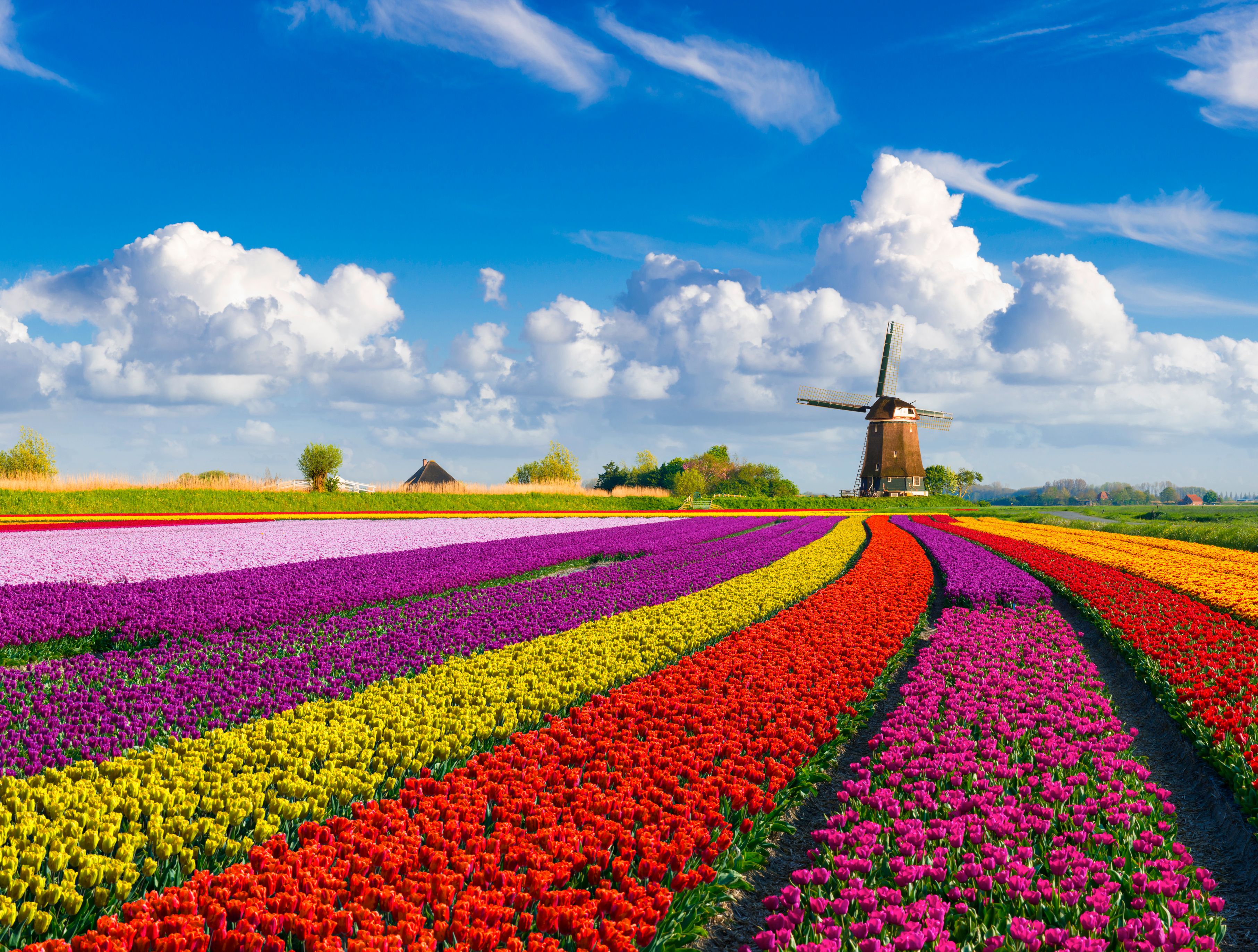 Blomstercruise i Nederland med Leonora 4*+