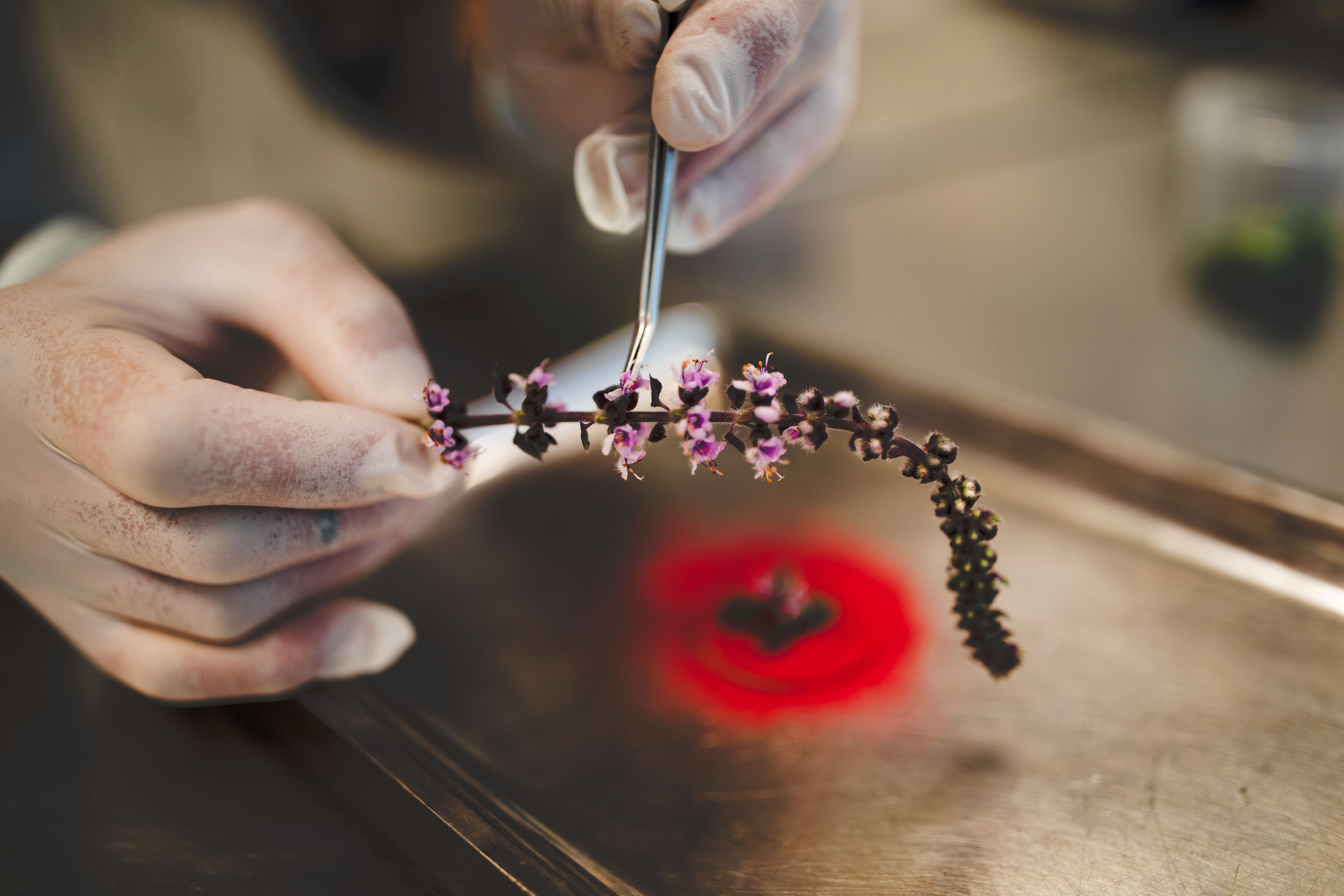 Ivrig pinsettbruk på À L’aise.