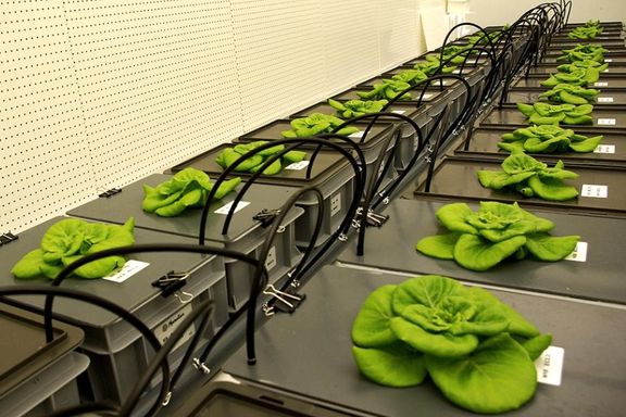 Vil dyrke grønnsaker i verdensrommet for å kunne klare lengre romferder