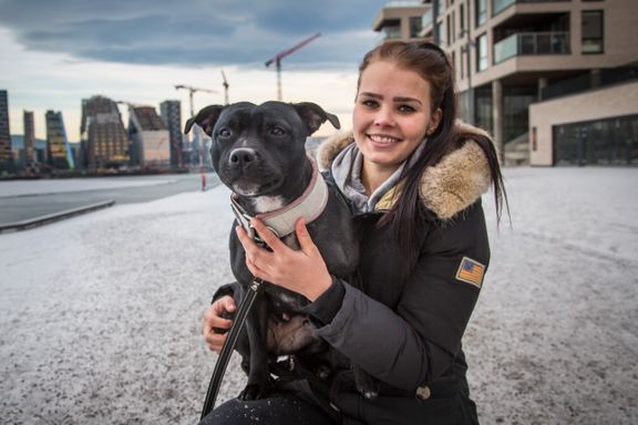 Muskelhunden Staffordshire bull terrier er blitt Oslos mest populære rase. Det kan by på utfordringer.