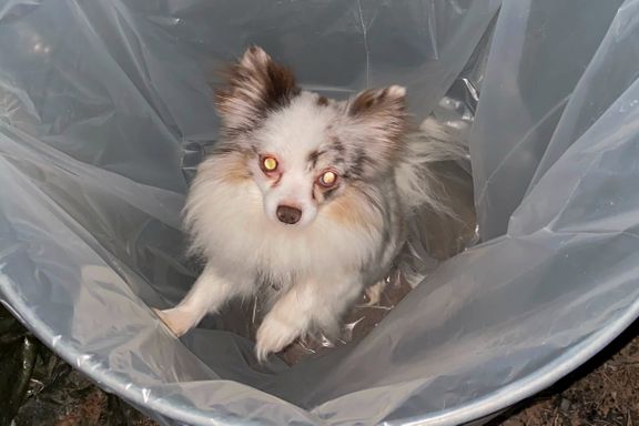 Kastet hunden i søppelkasse for å redde den fra reven på Bygdøy