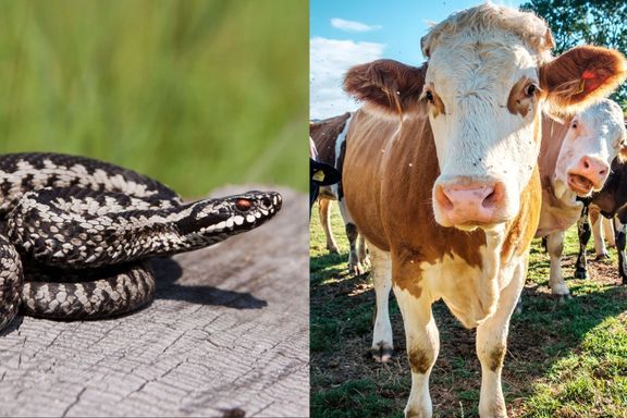 Det genetiske slektskapet mellom ku og slange er ikke den eneste overraskelsen evolusjonen har å by på 