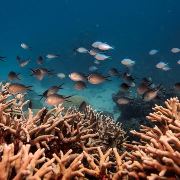 Verdens største korallrev halvert siden 1995