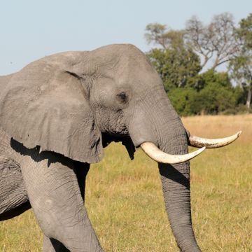 Uforklarlig massedød blant elefanter – søker internasjonal hjelp
