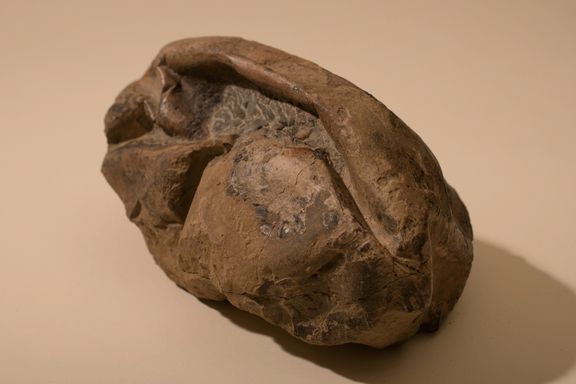 Mystisk Antarktis-fossil var enormt egg