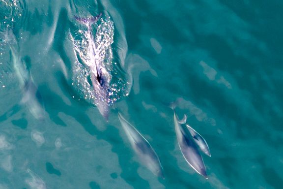Følger etter delfiner i Oslofjorden: - La dem være i fred