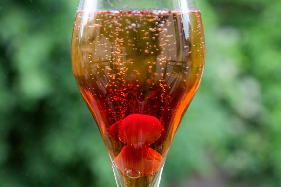 Alkoholiserte kirsebær er giftige i store mengder. Men deilige i små. Slik lager egen kirsebærlikør. 