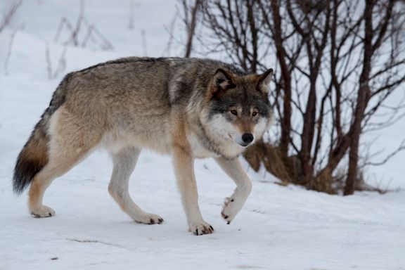 En «genetisk viktig» ulv i Engerdal skal flyttes og merkes