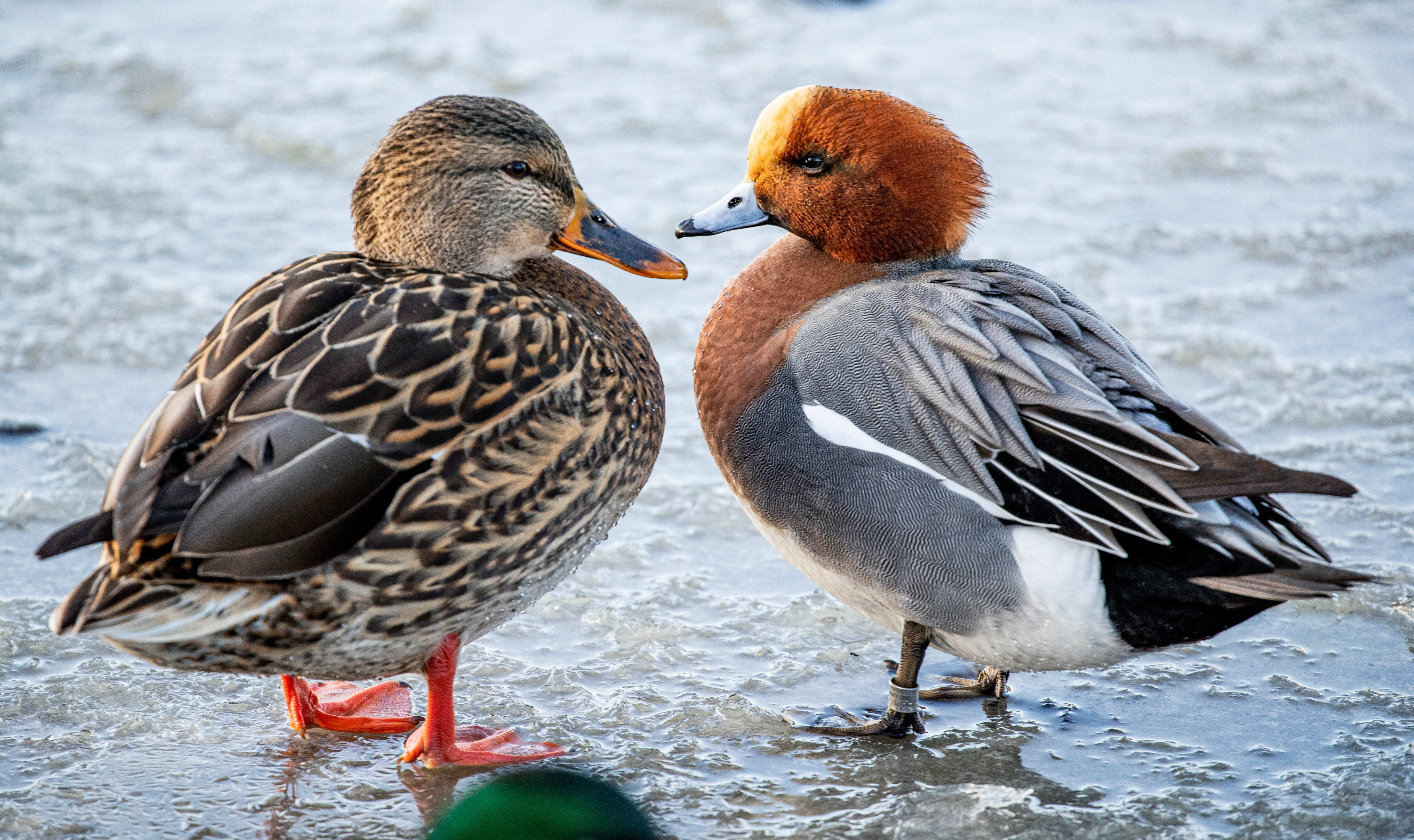 Det er få steder i Oslo kommer man så nær fuglene som ved Østensjøvannet. 
