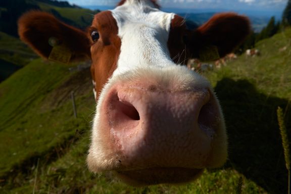 Nylig kunne vi lese at en organisasjon som fremmer vegansk kosthold, fraråder melk
