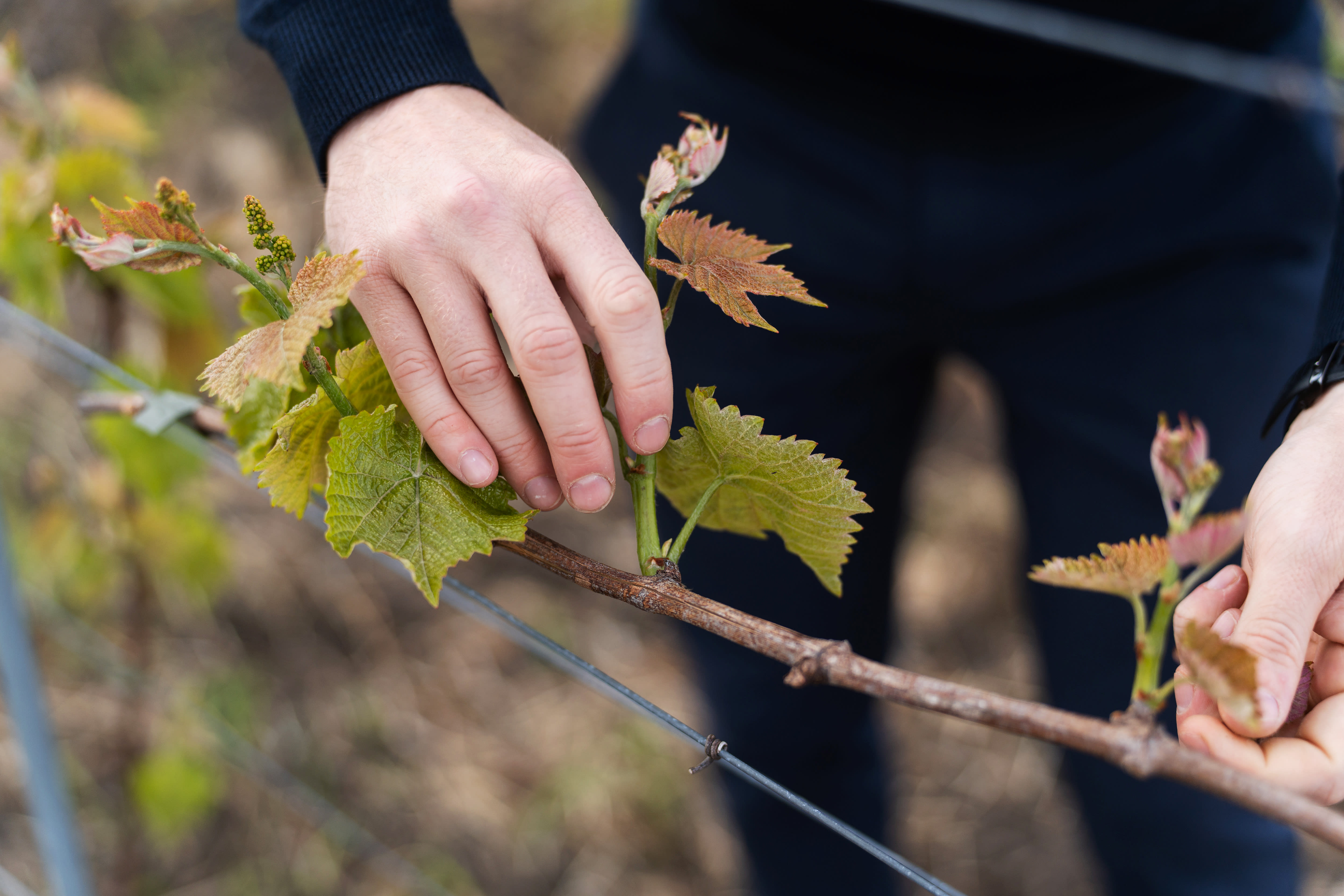 Den norske vinrevolusjonen
