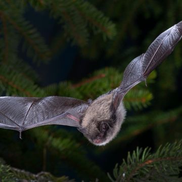 Forskerne får flere bekymrede spørsmål om flaggermus: Sprer de smitte med norske loft som base?