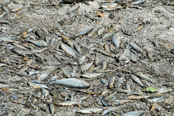 Døde fisk ligger igjen etter elver som er borte. Tørken i Europa kan være den verste på 500 år.
