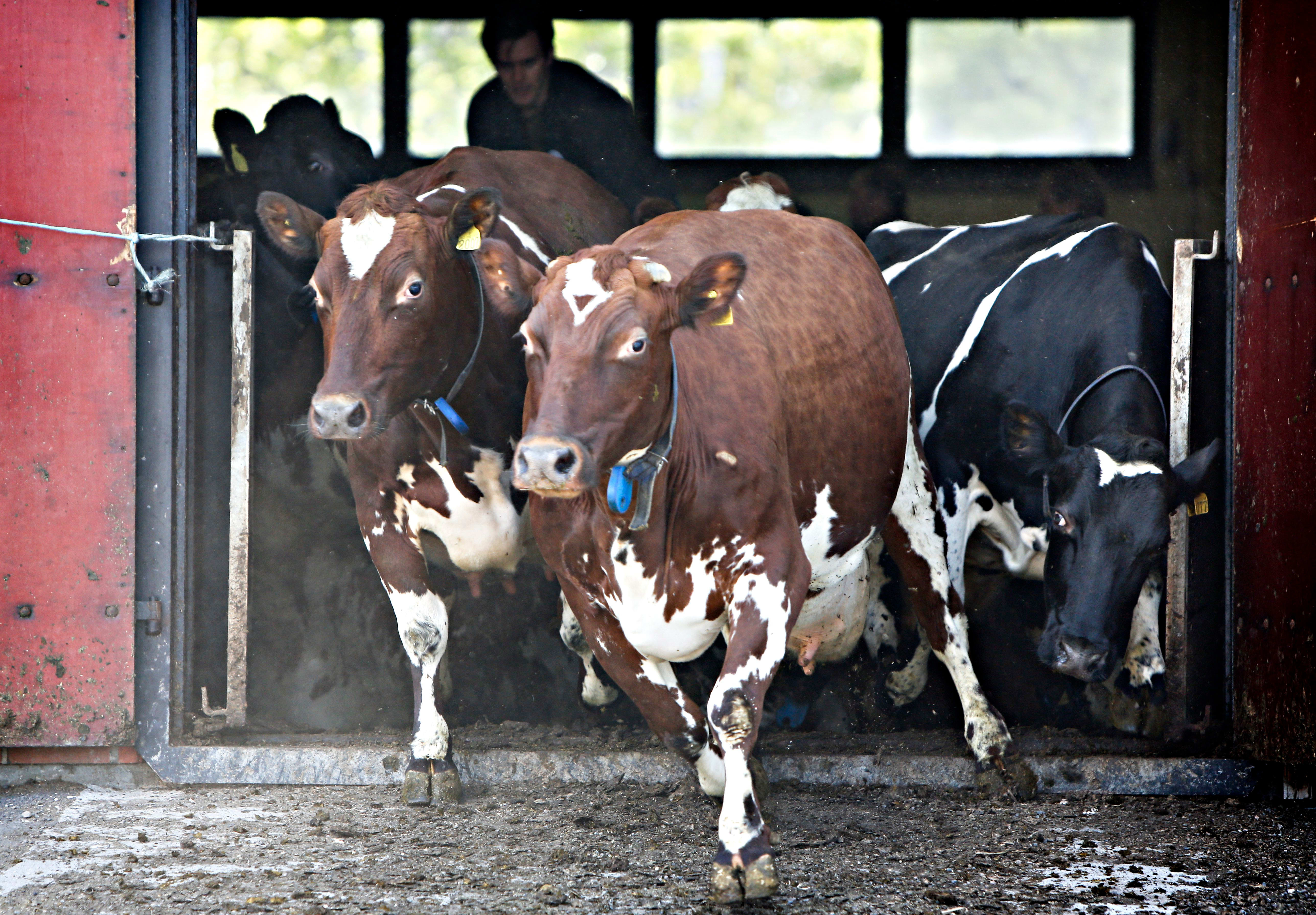 Kuslipp pleier å være gooood stemning. Her fra slippet i 2014. 
