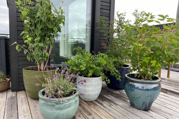 Seks tips til deg som vil ha busker og trær i potter på balkongen