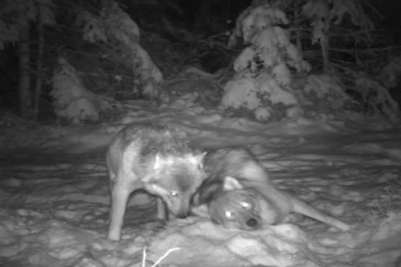 Ulvepar i Østmarka fant hverandre på Valentinsdagen