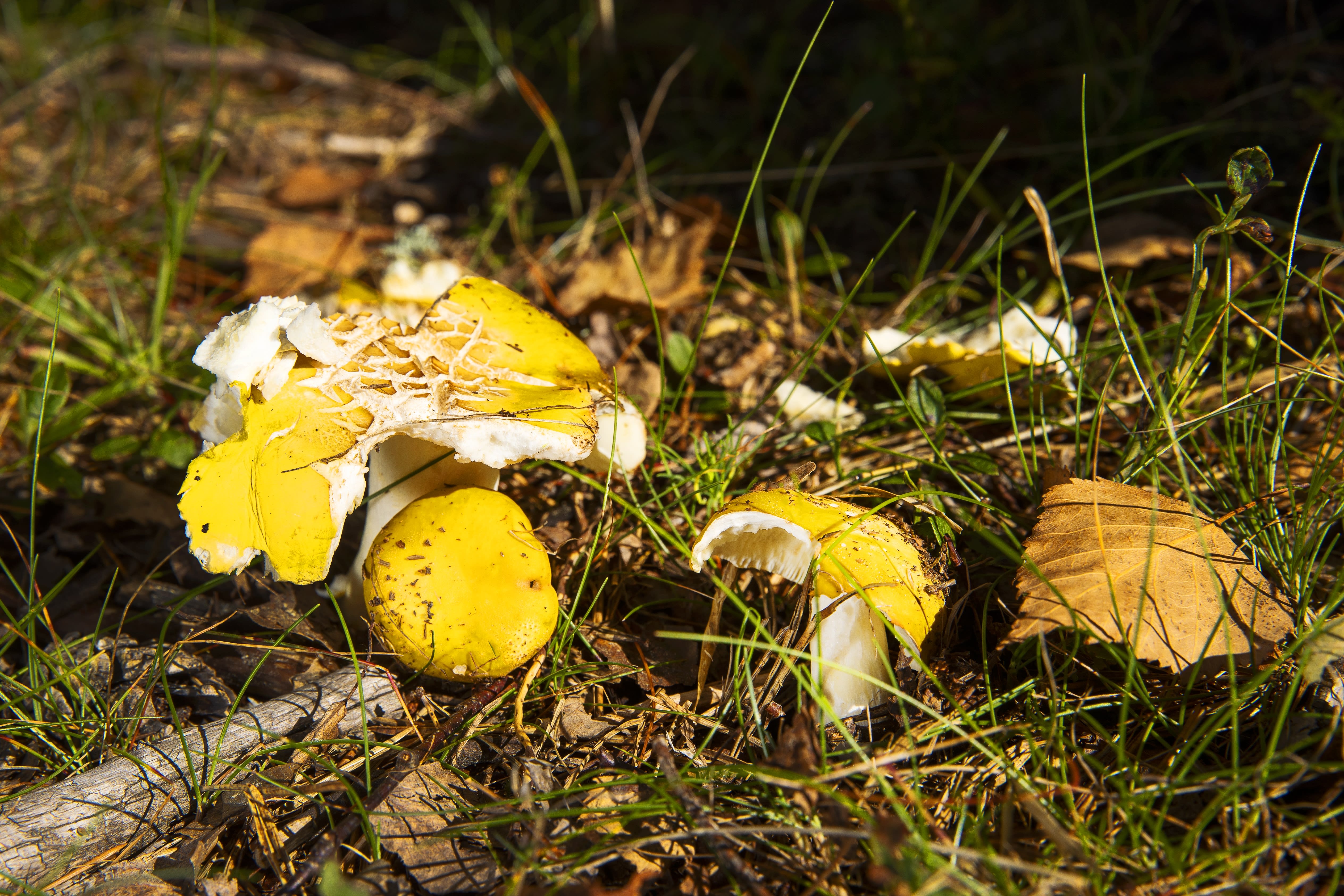En gulkremle? Disse finner du gjerne i løvskog, eng og plen, men alt varierer på grunn av nærhet til forskjellige treslag