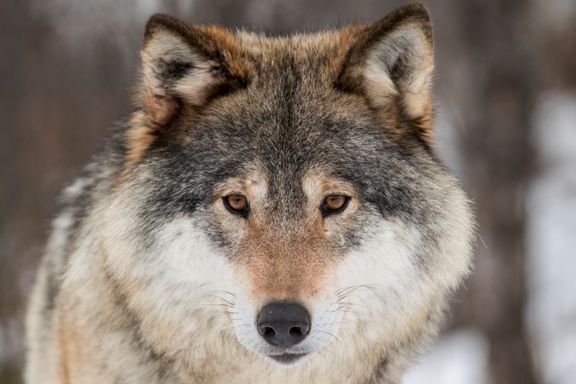  Byrådet vil forby ulvejakt i Oslo-marka