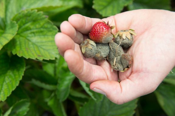 Jordbærprodusent om alvorlig soppangrep: Folk blir redde for å kjøpe bær