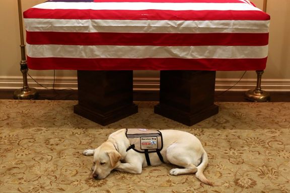  Hunden Sully følger kisten til tidligere president Bush til Washington 