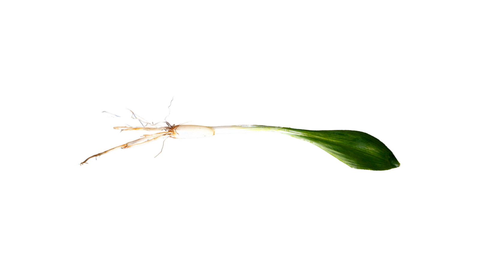 Maten du enten elsker eller hater