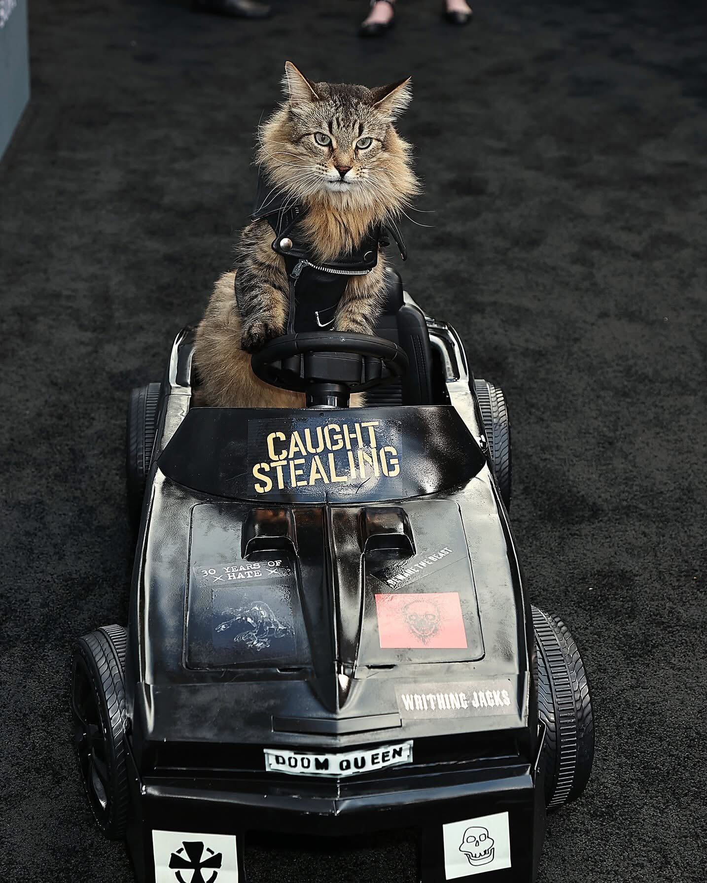 Sjarmtroll på den røde løperen. Sibirkatten Tonic stjeler showet