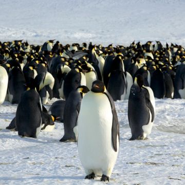 Rekordtemperaturer i Antarktis: – Det skal ikke skje