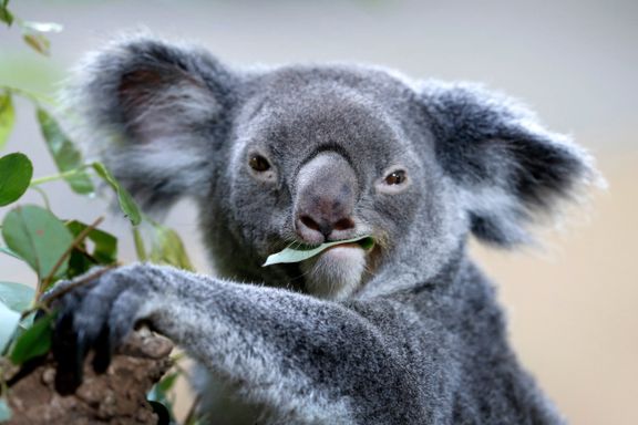 Frykter over 8000 koalaer har mistet livet i Australias branner