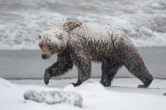 Mysteriet om de store bjørnene som ikke får sove om vinteren, skjuler en miljøtragedie