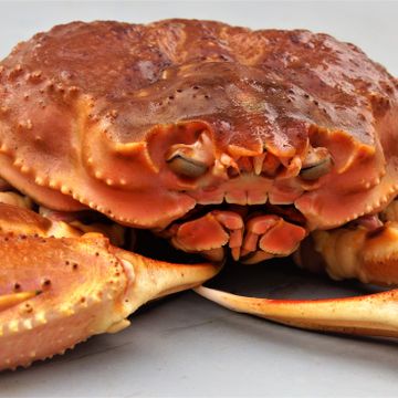 Denne krabben har utløst et rettsdrama. Konsekvensene kan bli enorme for Norge.