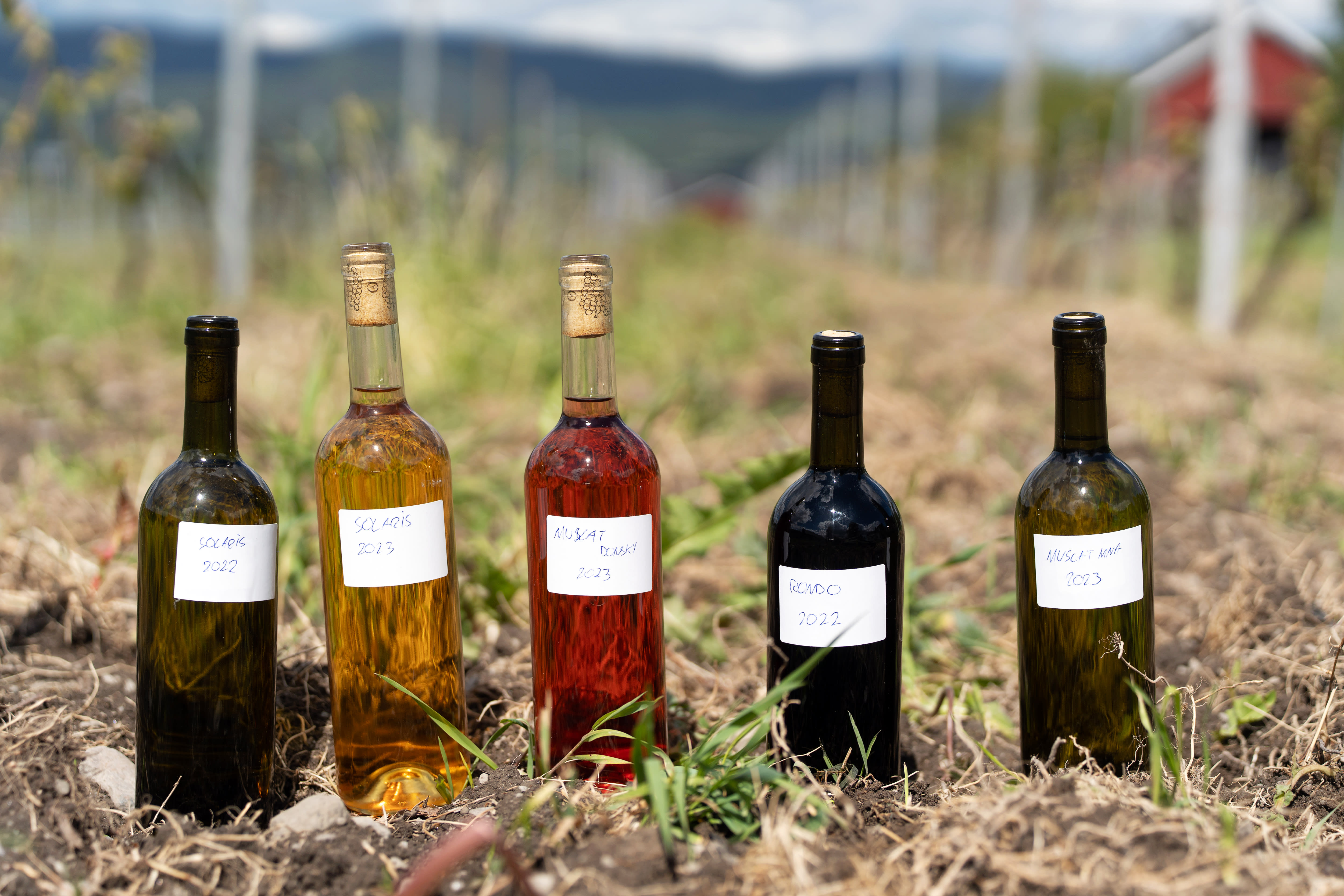 På Ve gård kan man velge mellom mange forskjellige viner.