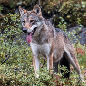 Alle ulvene i revir i Hedmark kan bli felt