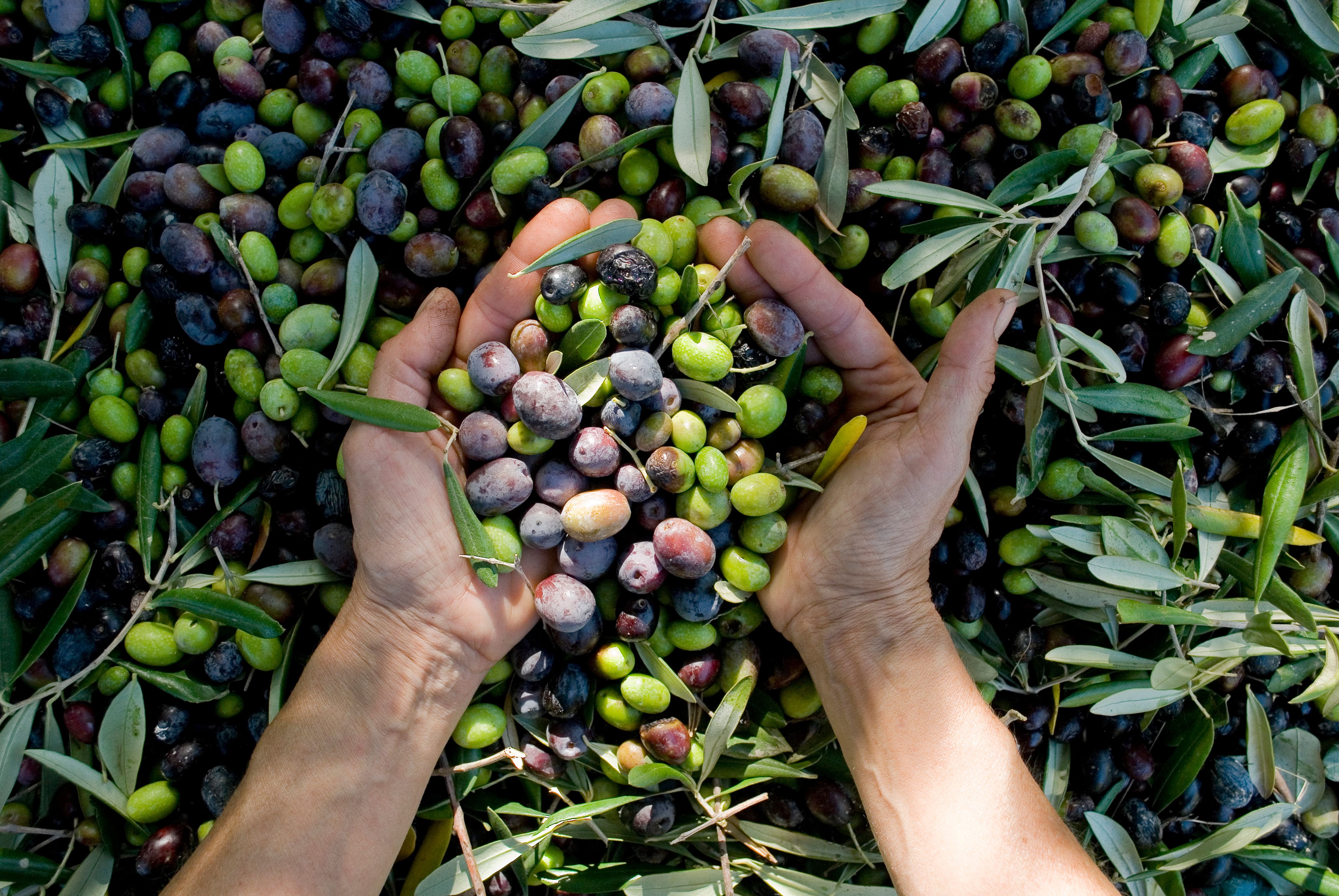 Olivenhøsting og trøffelfestival i Toscana