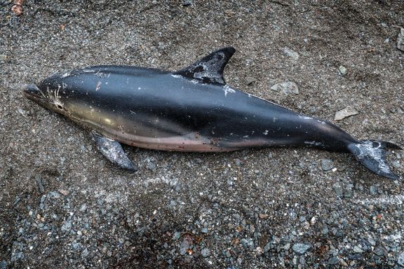 Enda en delfin er funnet død – kan være ungen til den første  