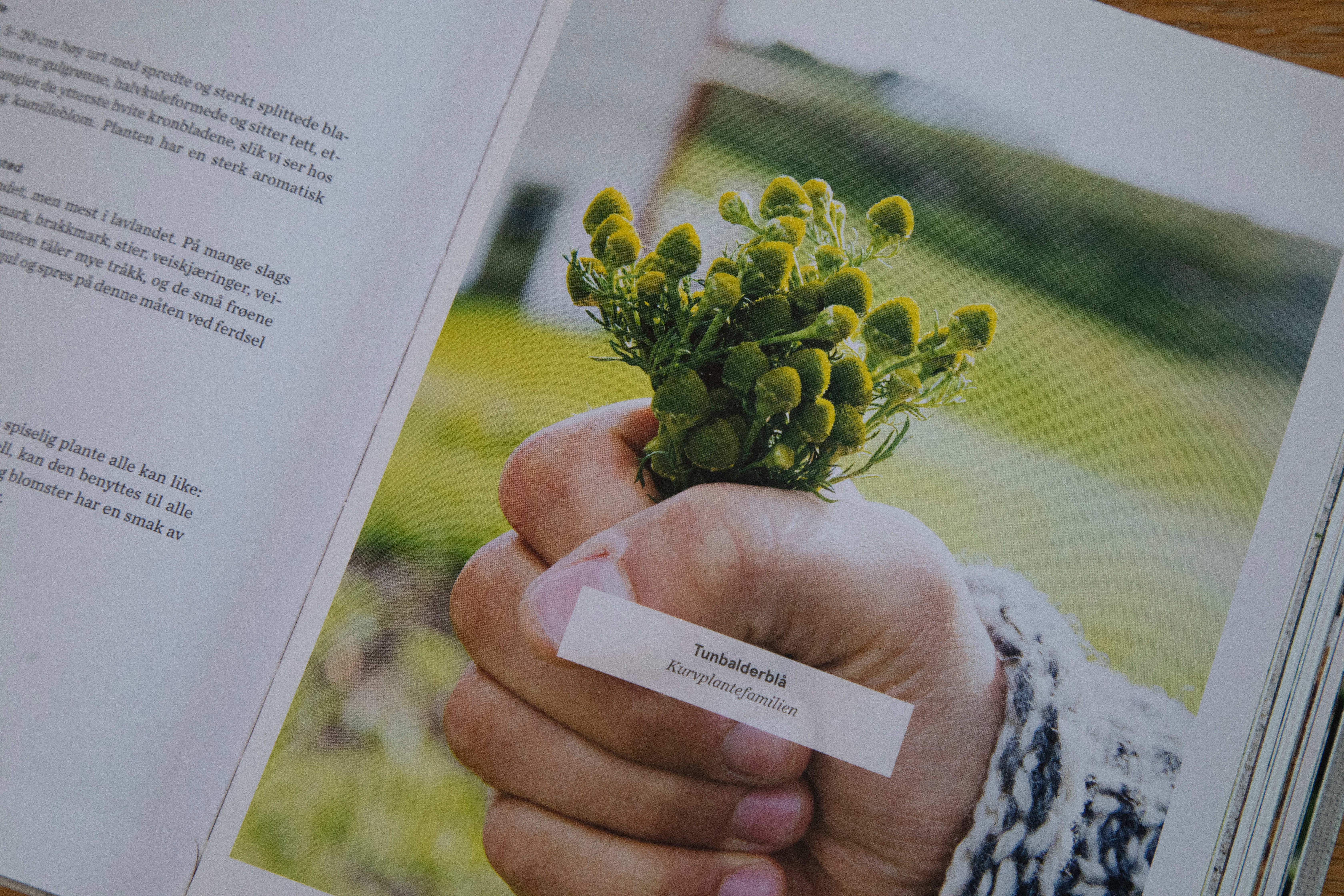 Tunbalderbrå har du kanskje sett i nabolaget ditt før? Foto er fra Nielsens bok «Håndplukk».