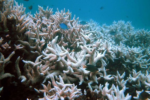 Norge i politisk drama om verdens største korallrev. Gikk mot strømmen i Verdensarvkomiteen.