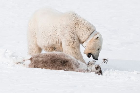 Isbjørn fråtser i reinsdyr og plyndrer fuglefjell. Men den er ingen klimaflyktning. Ennå. 