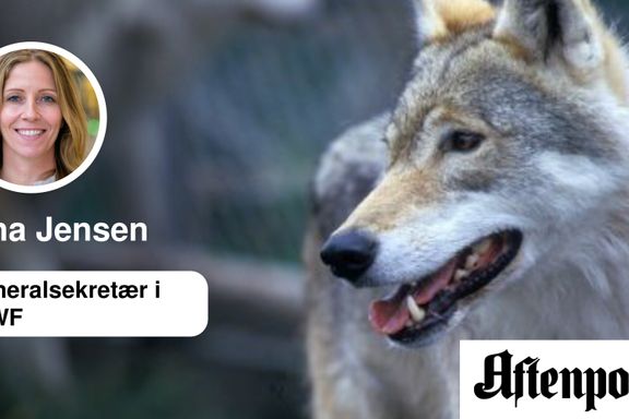 I lille Latvia er det 600–700 ulver. I Norge krangler vi om 68 ulver.