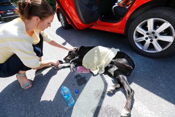 Denne varmen tar livet av dyr i bil. Slik kan du redde en innelåst hund.  