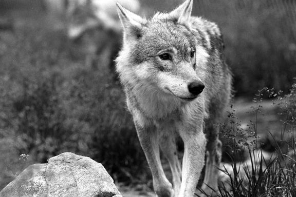 Regjeringen utvider lisensfellingsperioden for ulv med seks uker til 31. mars