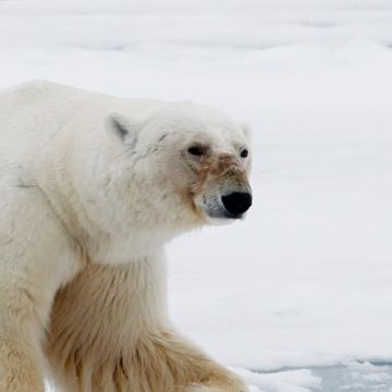 Isbjørner må spise fugleegg for å overleve