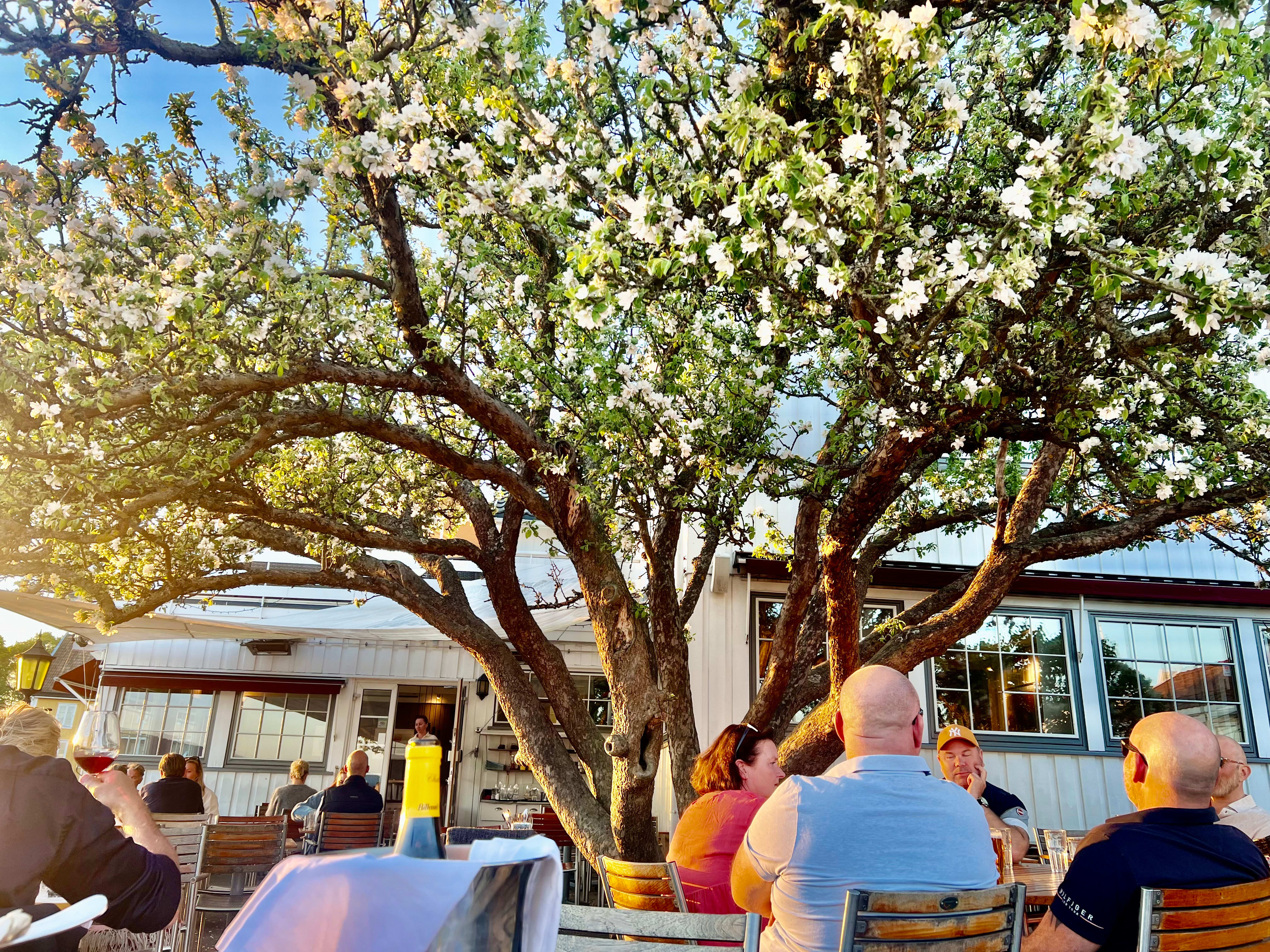 Hvem vil ikke ha et stort epletre på uteserveringen?