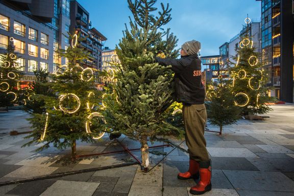Norge har 3 milliarder grantrær. Likevel importerer vi 300.000 juletrær